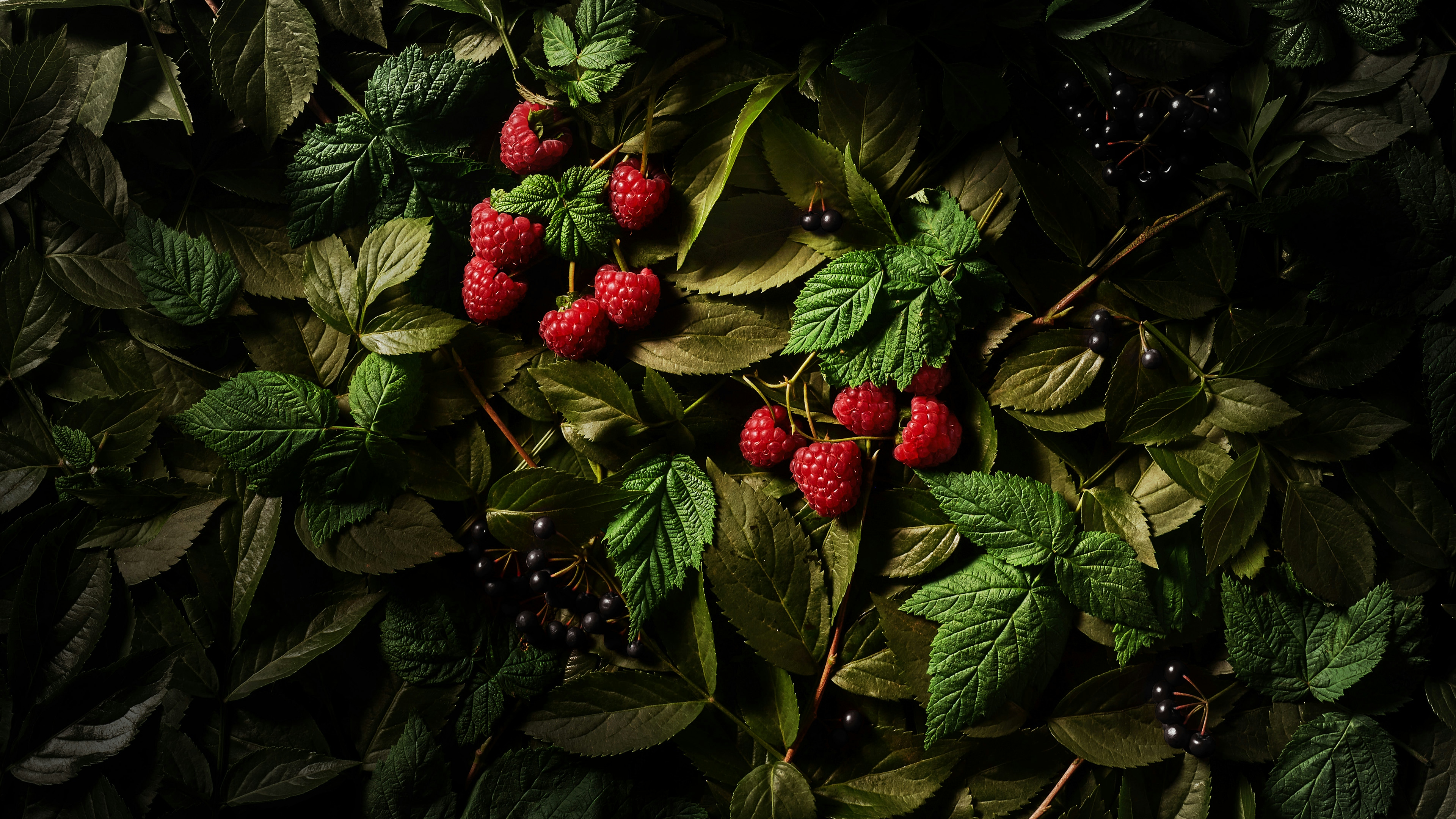 Framboesas em meio as folhas verdes