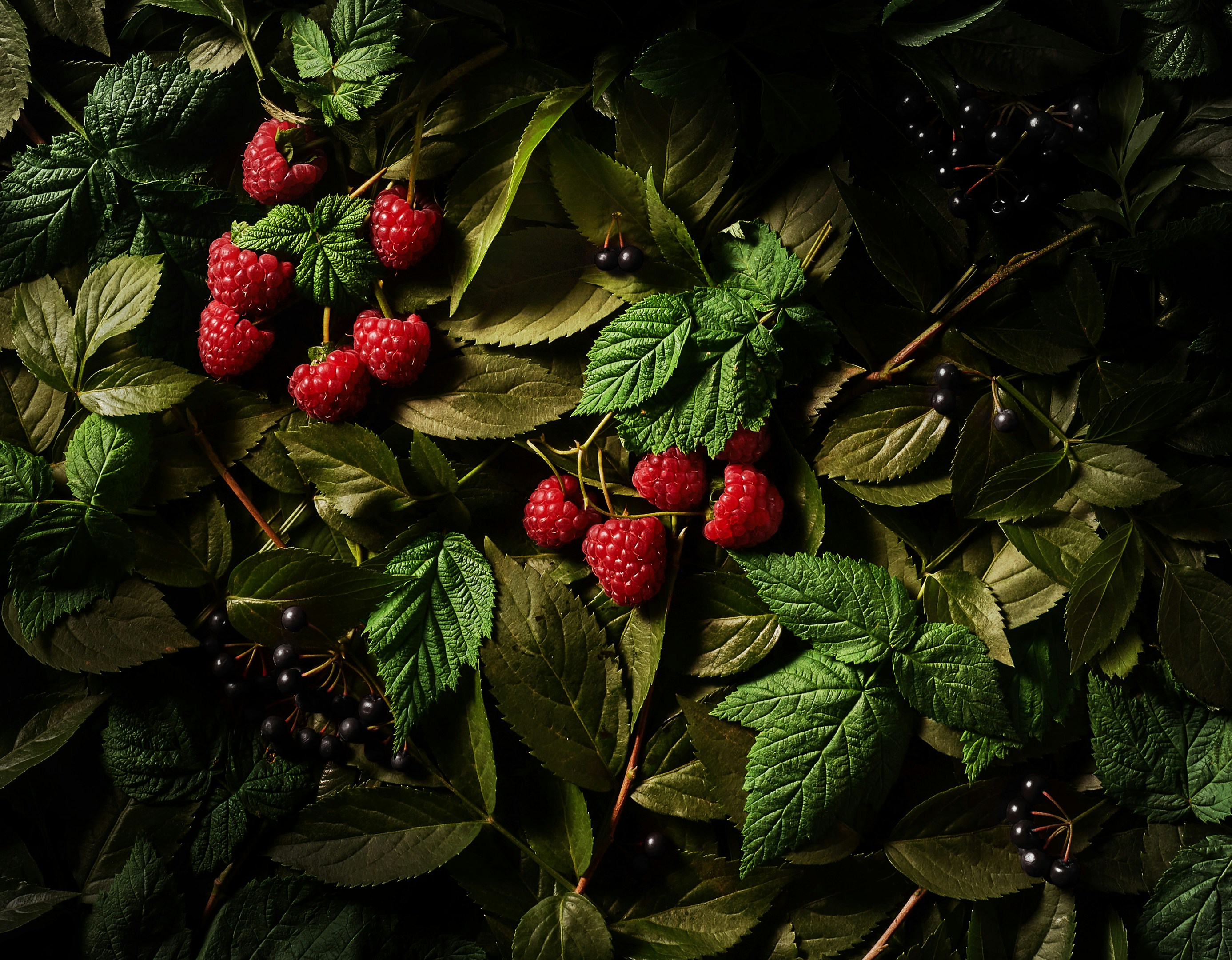 Framboesas em meio as folhas verdes