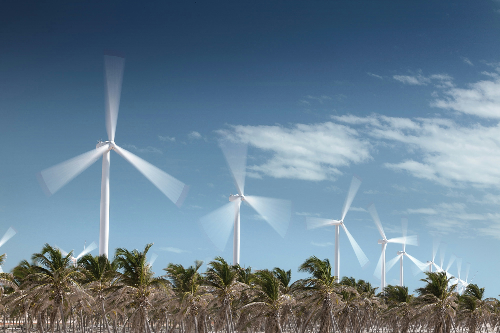 Foto aerogeradores e palmeiras