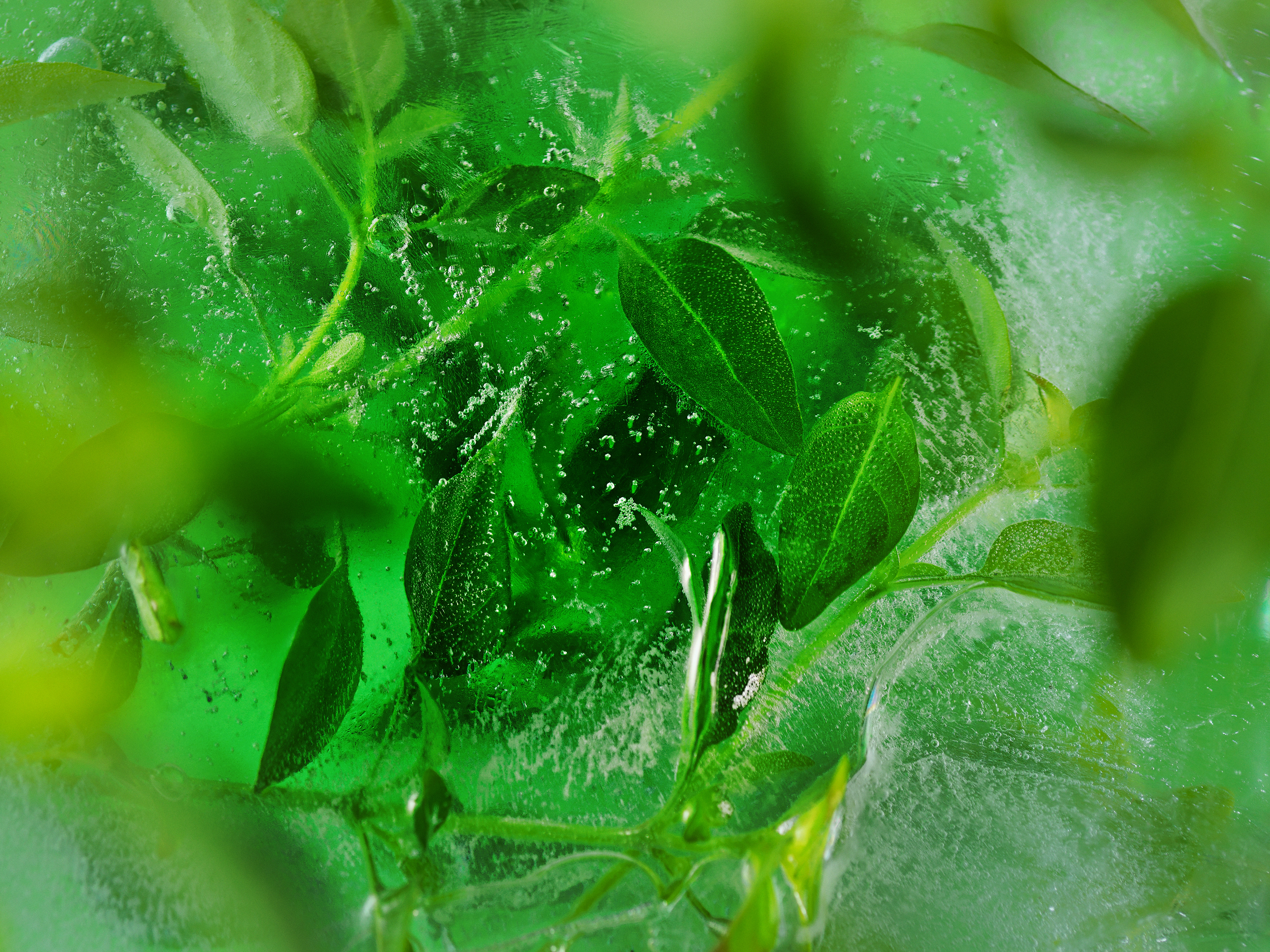 Folhas verdes molhadas