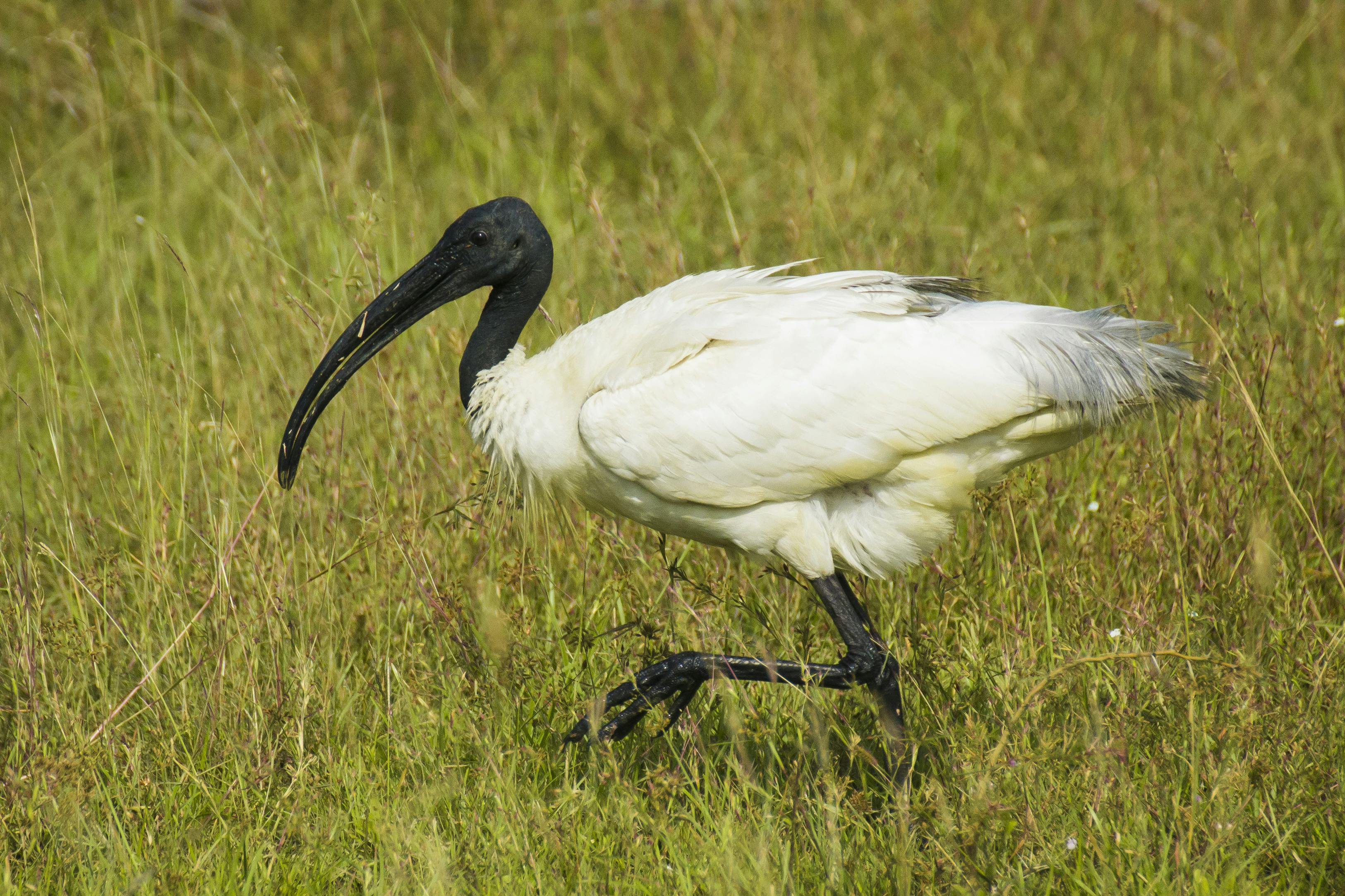 an Australian bin chicken walking in a field of grass. it has a completely black head, neck, and legs, and a long curved black beak. the feathers on its body are white and scruffy-looking.