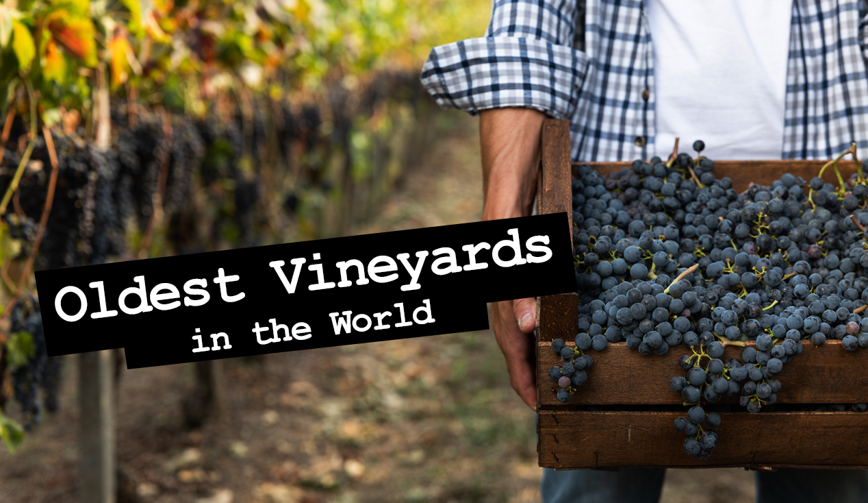 What are Good Pizza Wine Pairing? Pizza Wine pairing