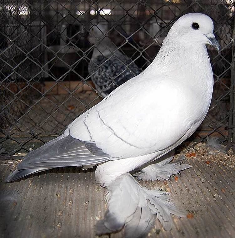 Franken Pigeon