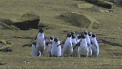 Penguins Jumping
