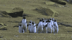 Penguins Jumping