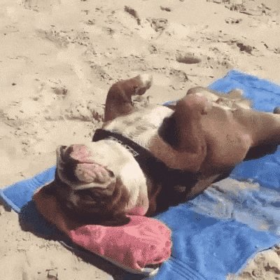 Sunbathing Dog