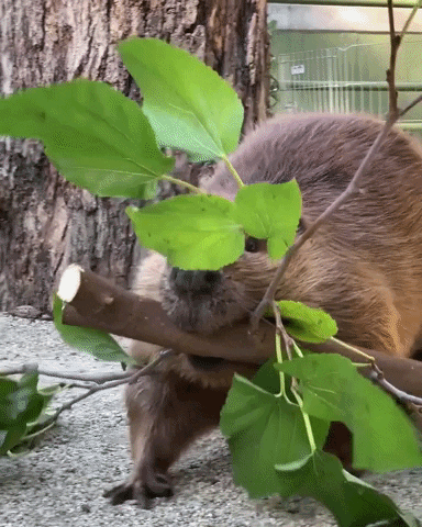 Beaver Tree Gif