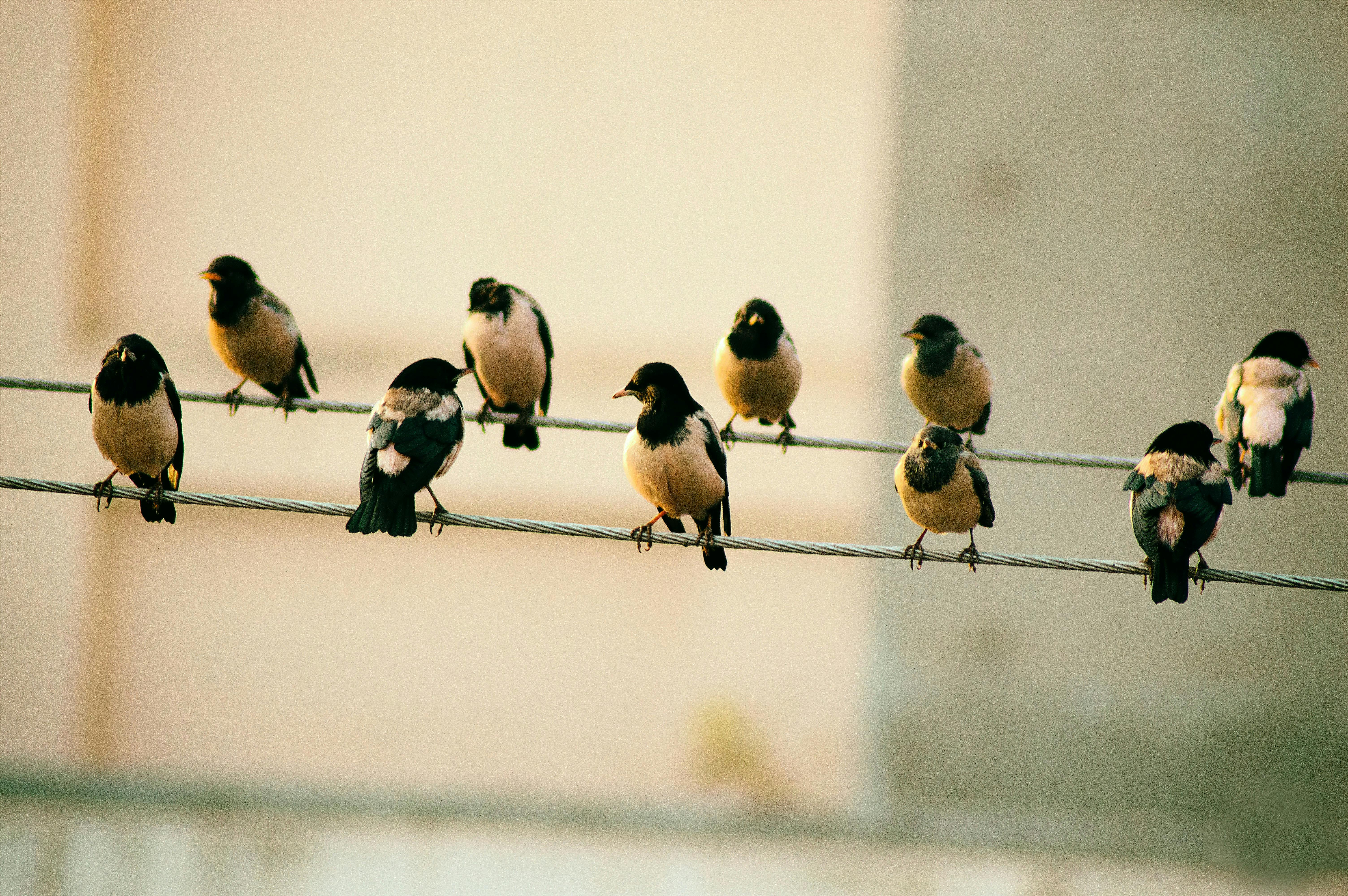 Relaxed Birds