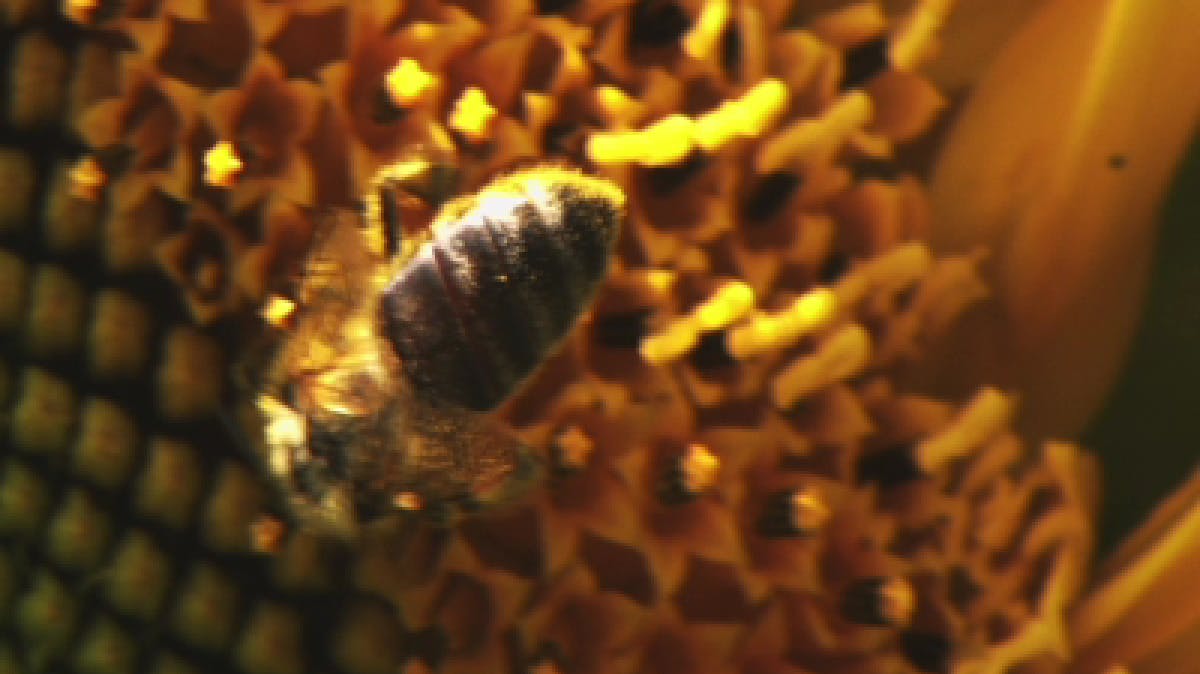 Closeup of honeybee 