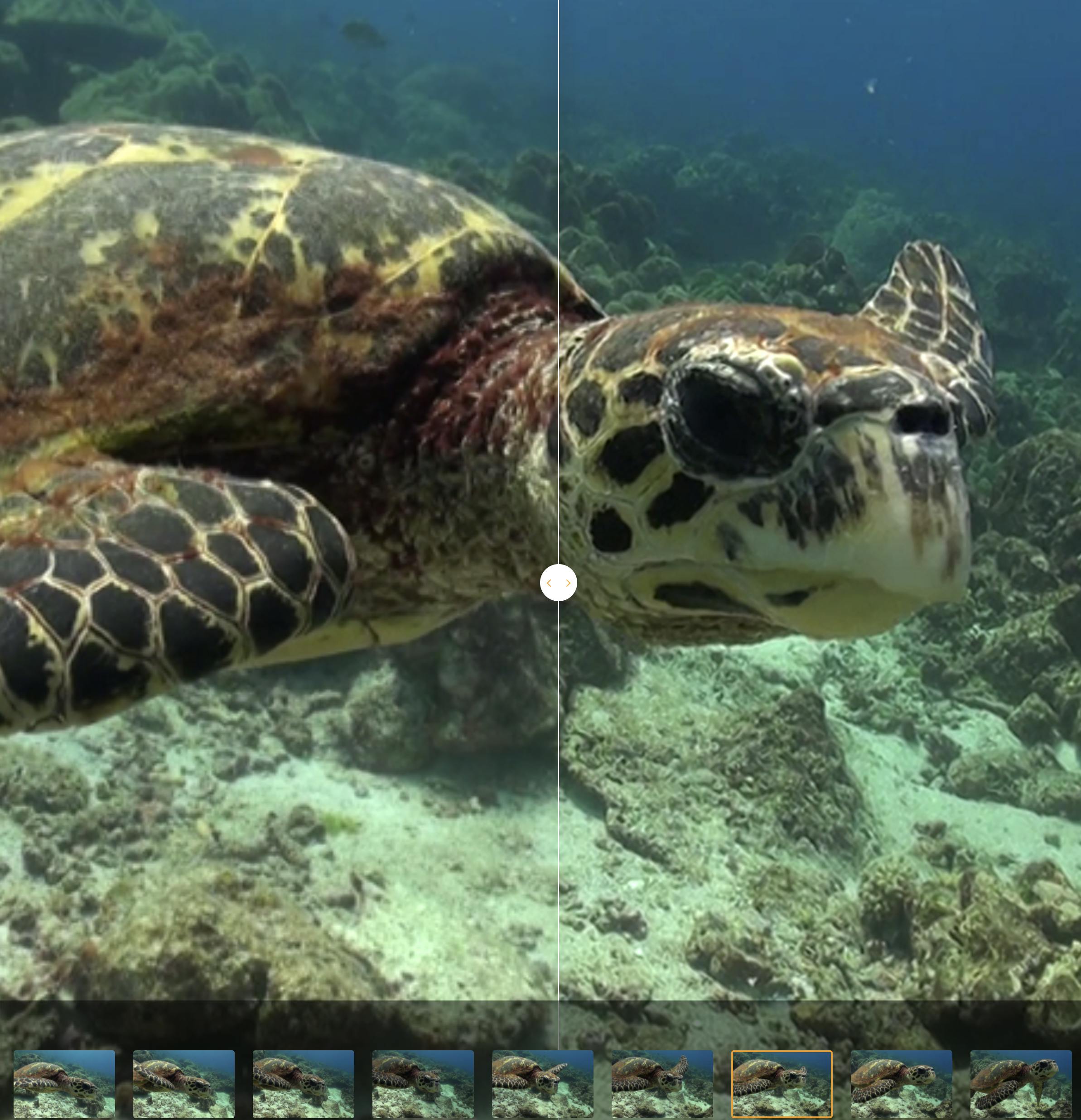 image of turtle swimming