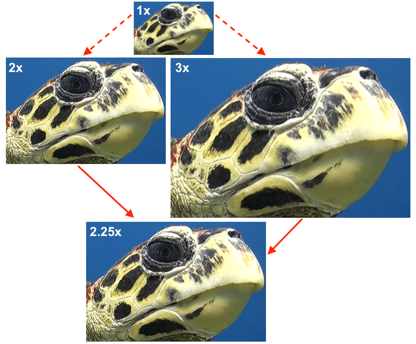 Composite image of upscaled turtle photos 