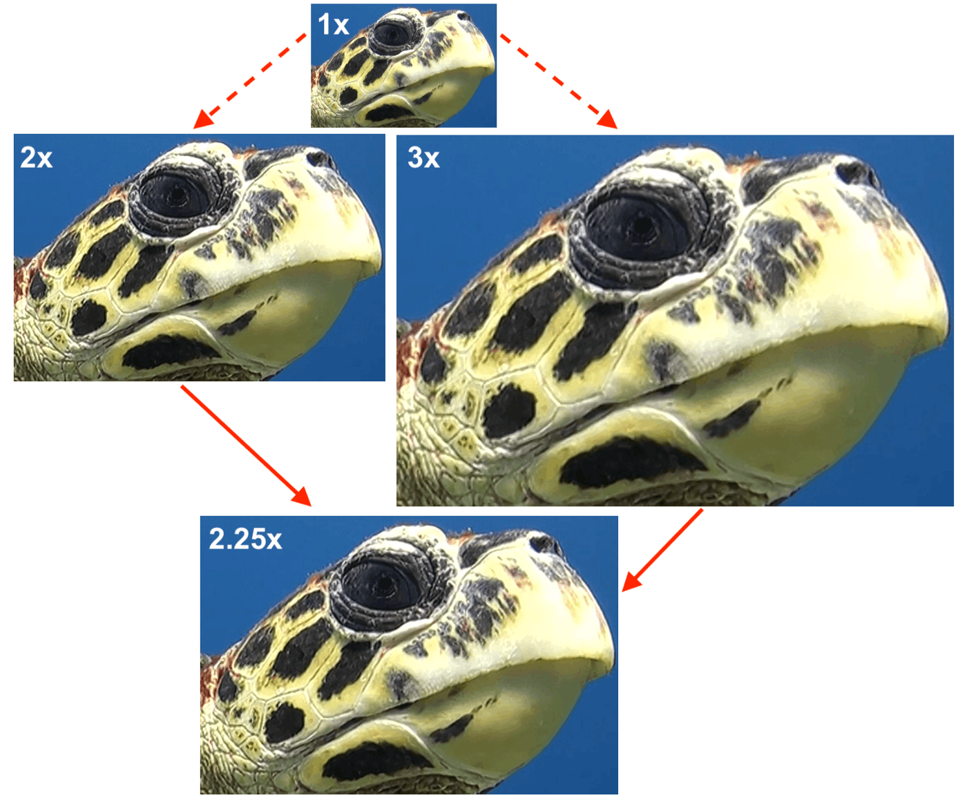Composite image of upscaled turtle photos