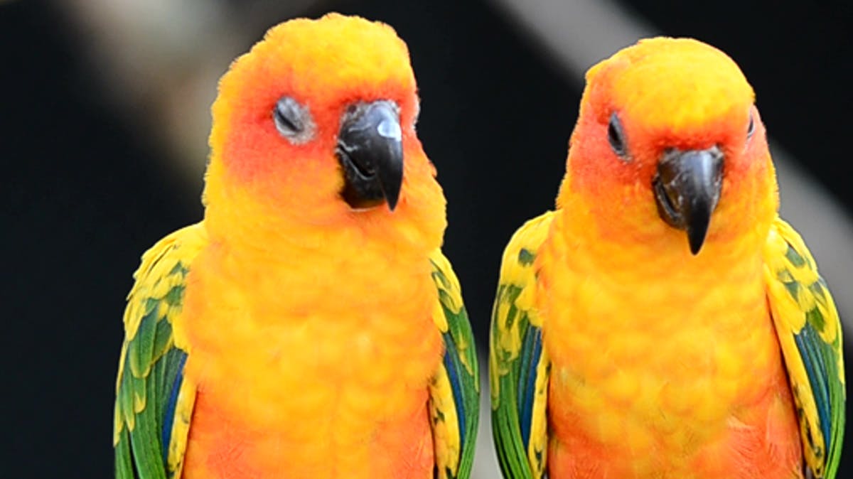 Image of two parrots 