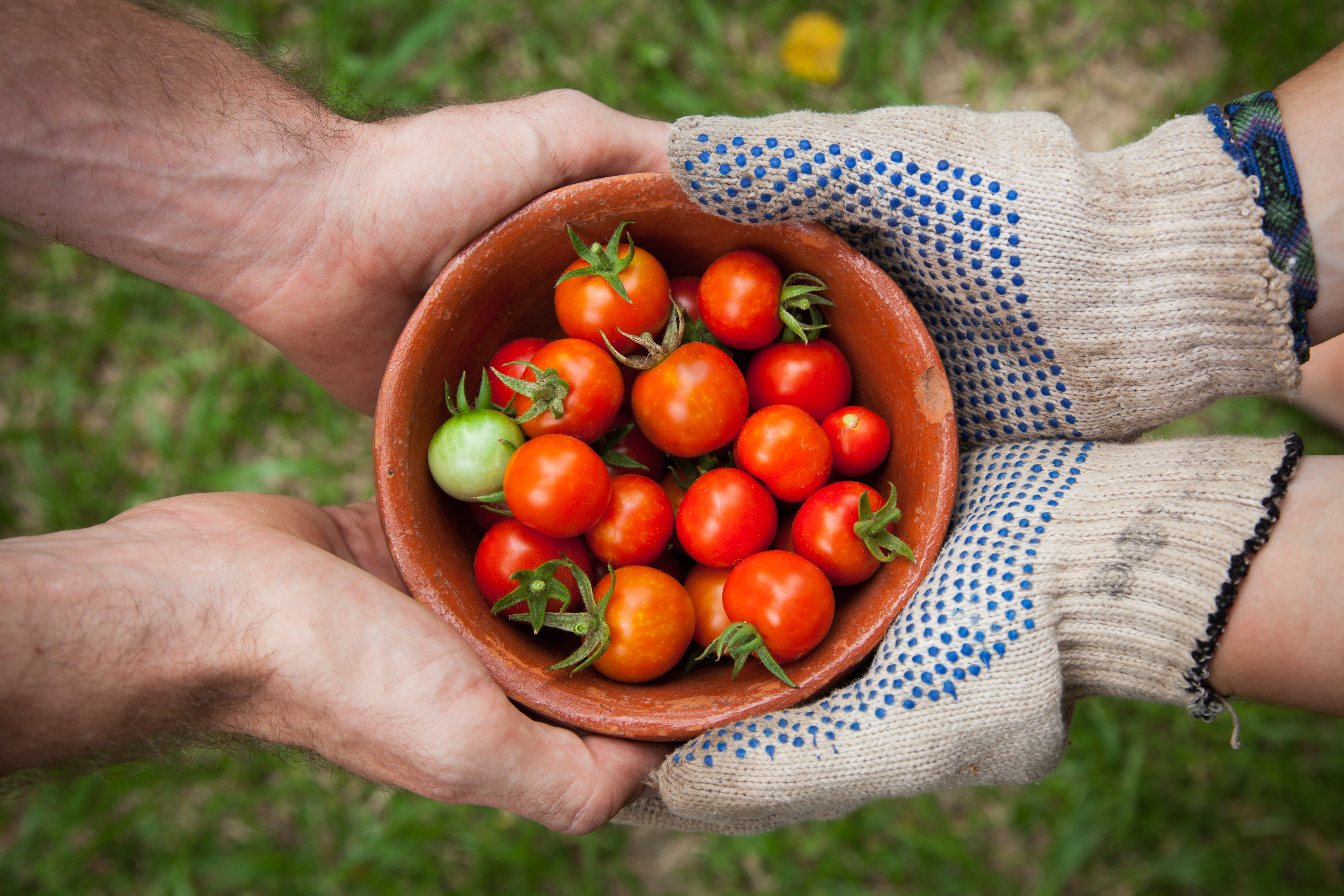 Deux personnes tiennent un pot de tomates.