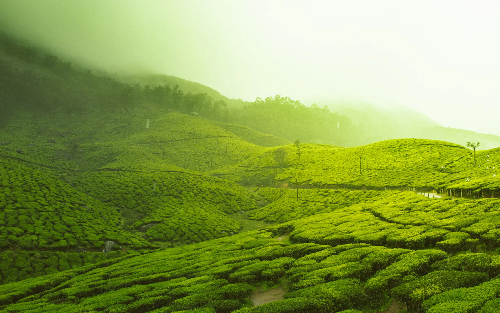 green fields
