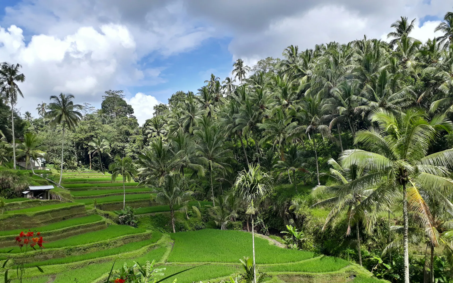 a lush green rice field surrounded by palm trees