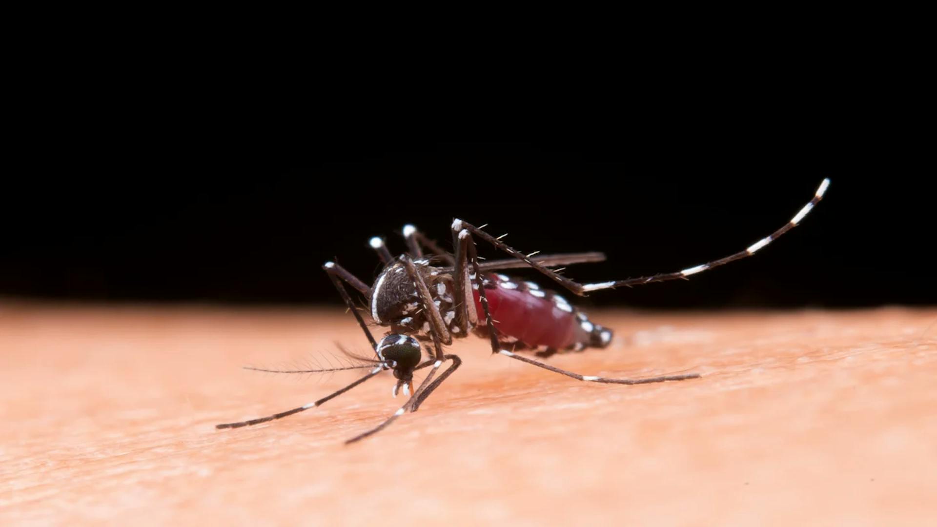 mosquito da dengue.