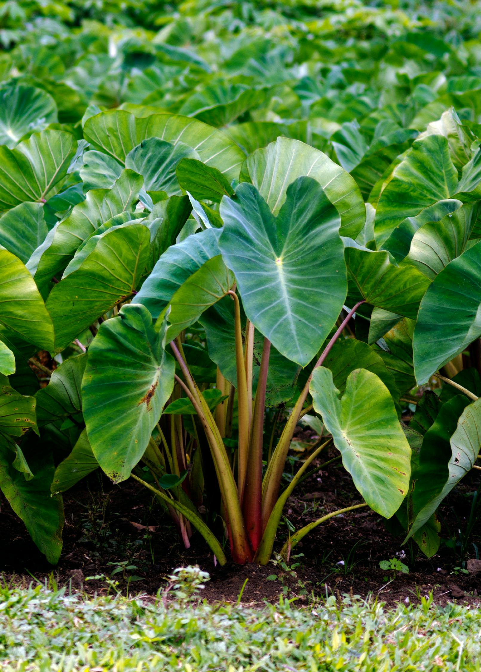 frost sensitive tropical red taro plant