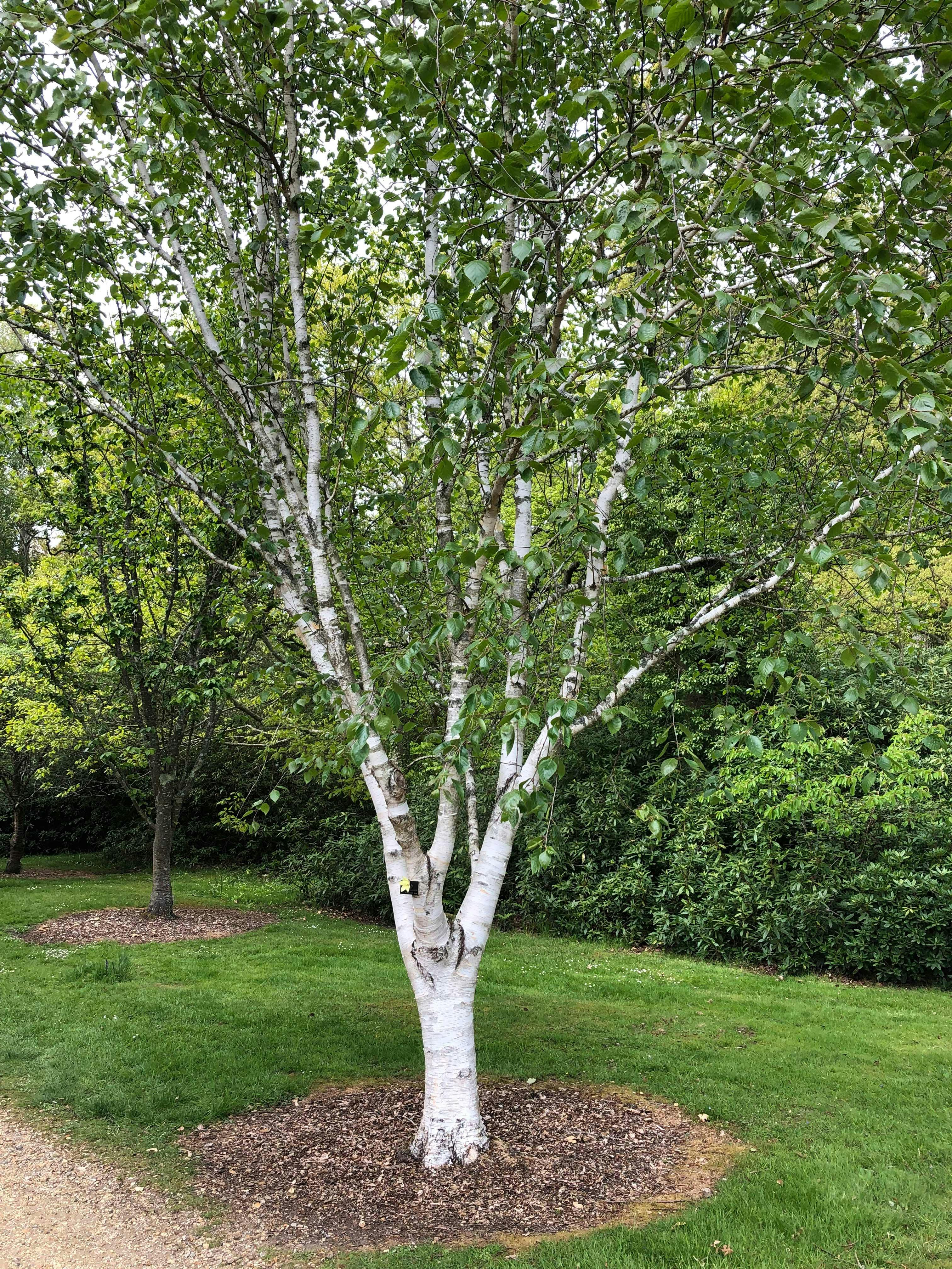Birch Tree with its light colored bark