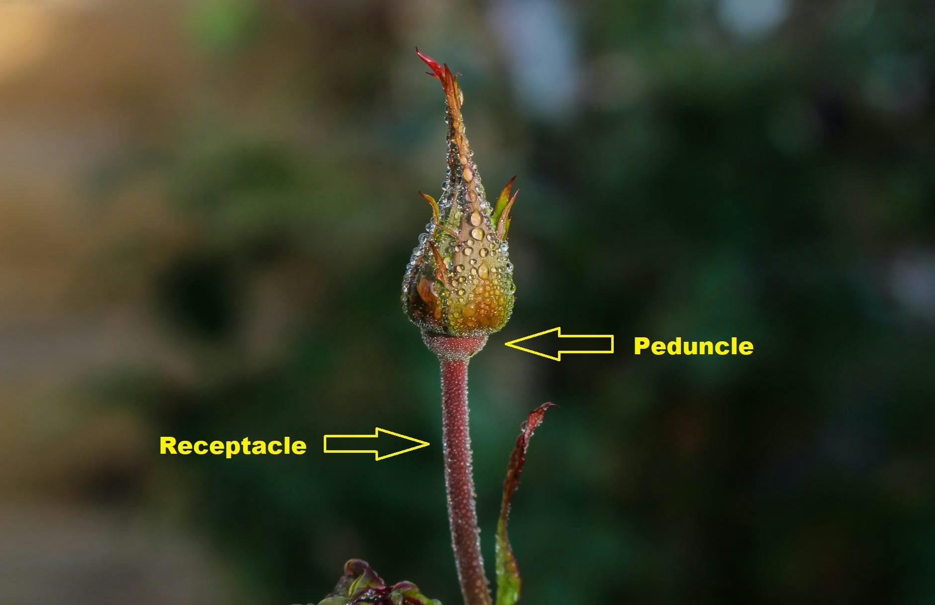 The Peduncle and Receptacle of a rose flower