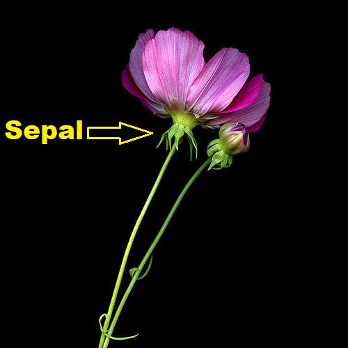 Plant Story's Guide to the Anatomy of Flowers