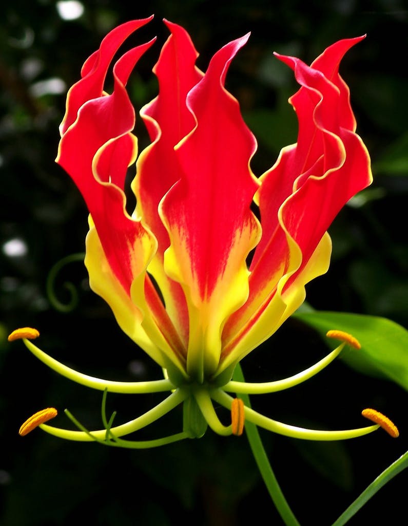 Colorful red petals of the flame lily is what gives it it's name