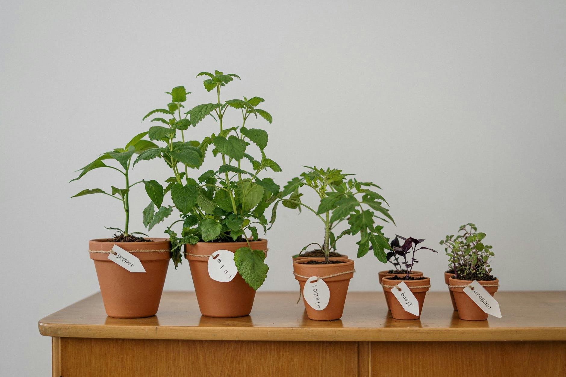 Various plants in pots