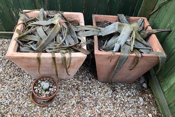 Aloe Plants damaged from frost exposure