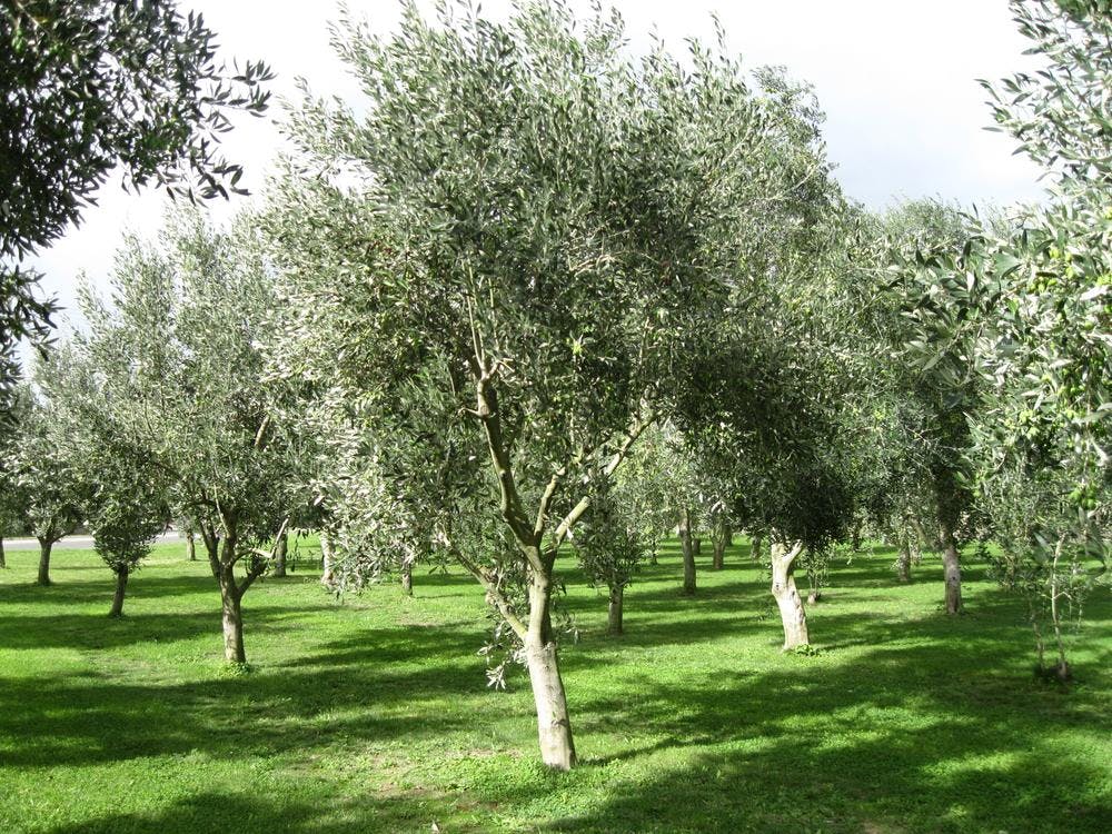 Grove of olive trees