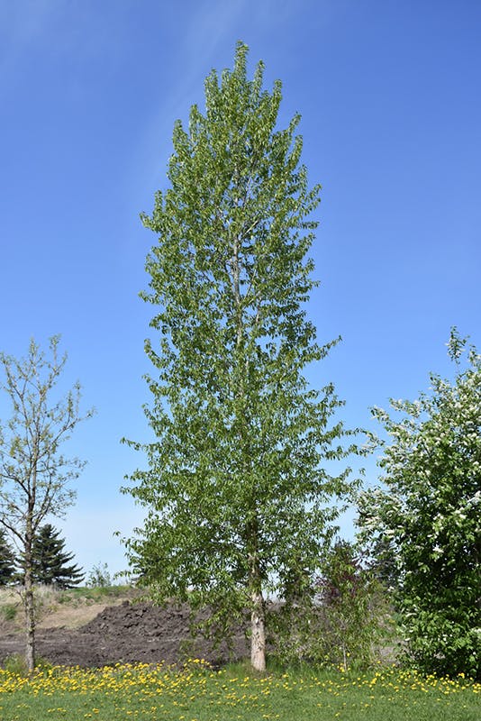 Mature Poplar Tree