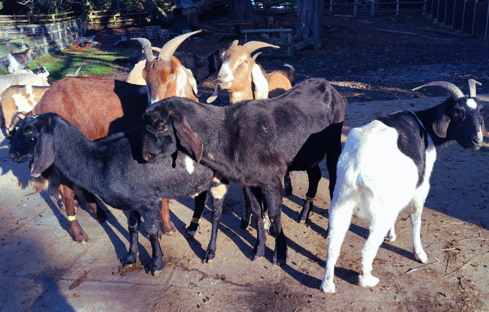 A group of goats outdoors