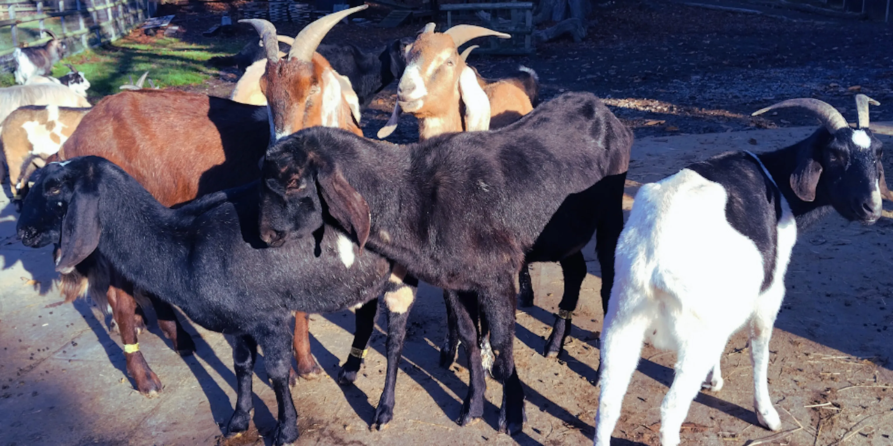 A group of goats outdoors