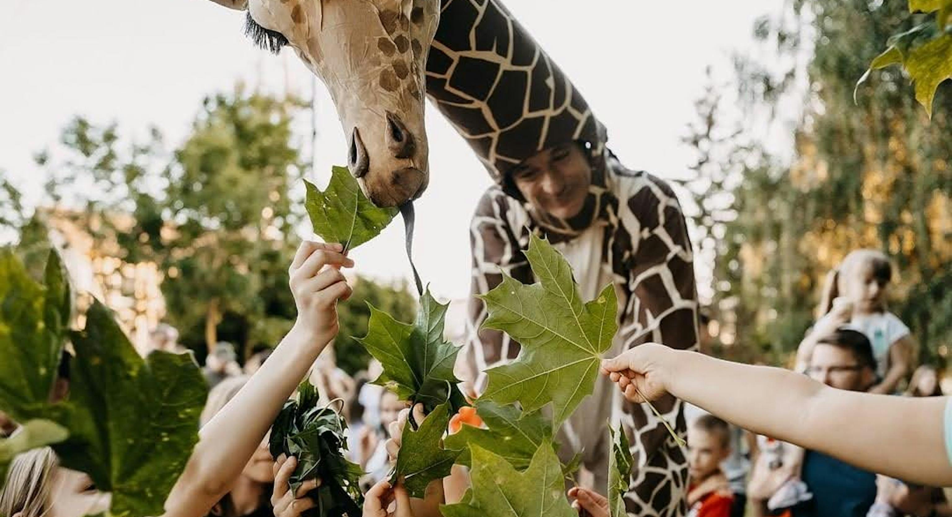 People feeding a giraffe some leaves