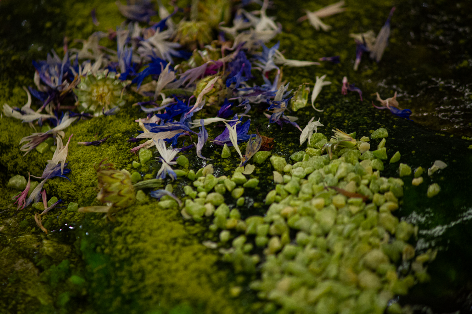 An image of vegetables, fruits, flowers - showing textures 