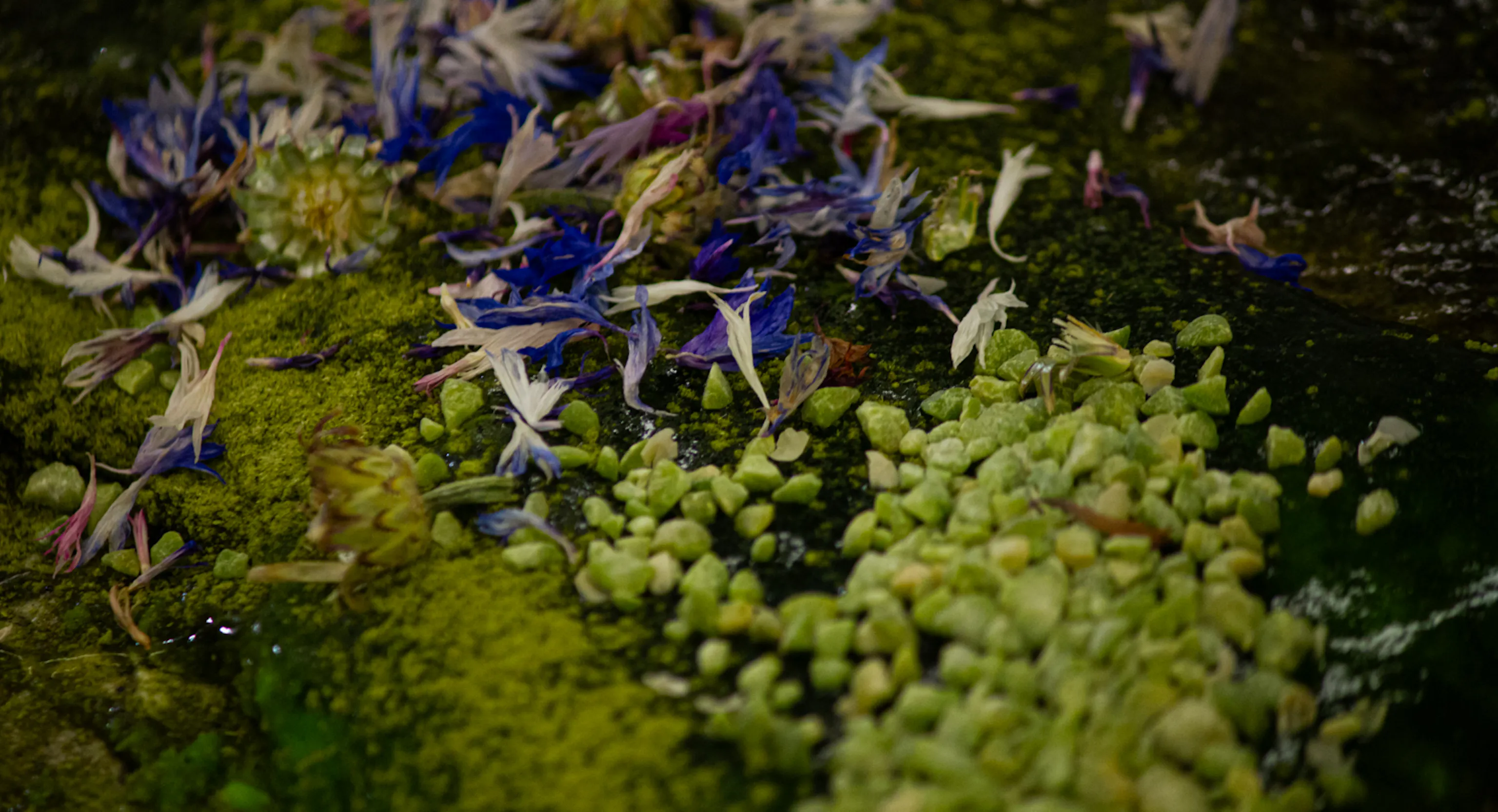 An image of vegetables, fruits, flowers - showing textures