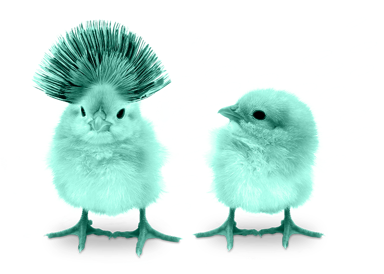 two baby chicks standing next to each other