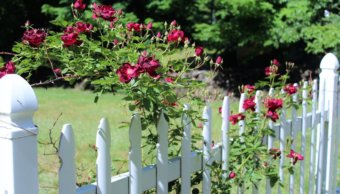 clôture blanche avec rosier 