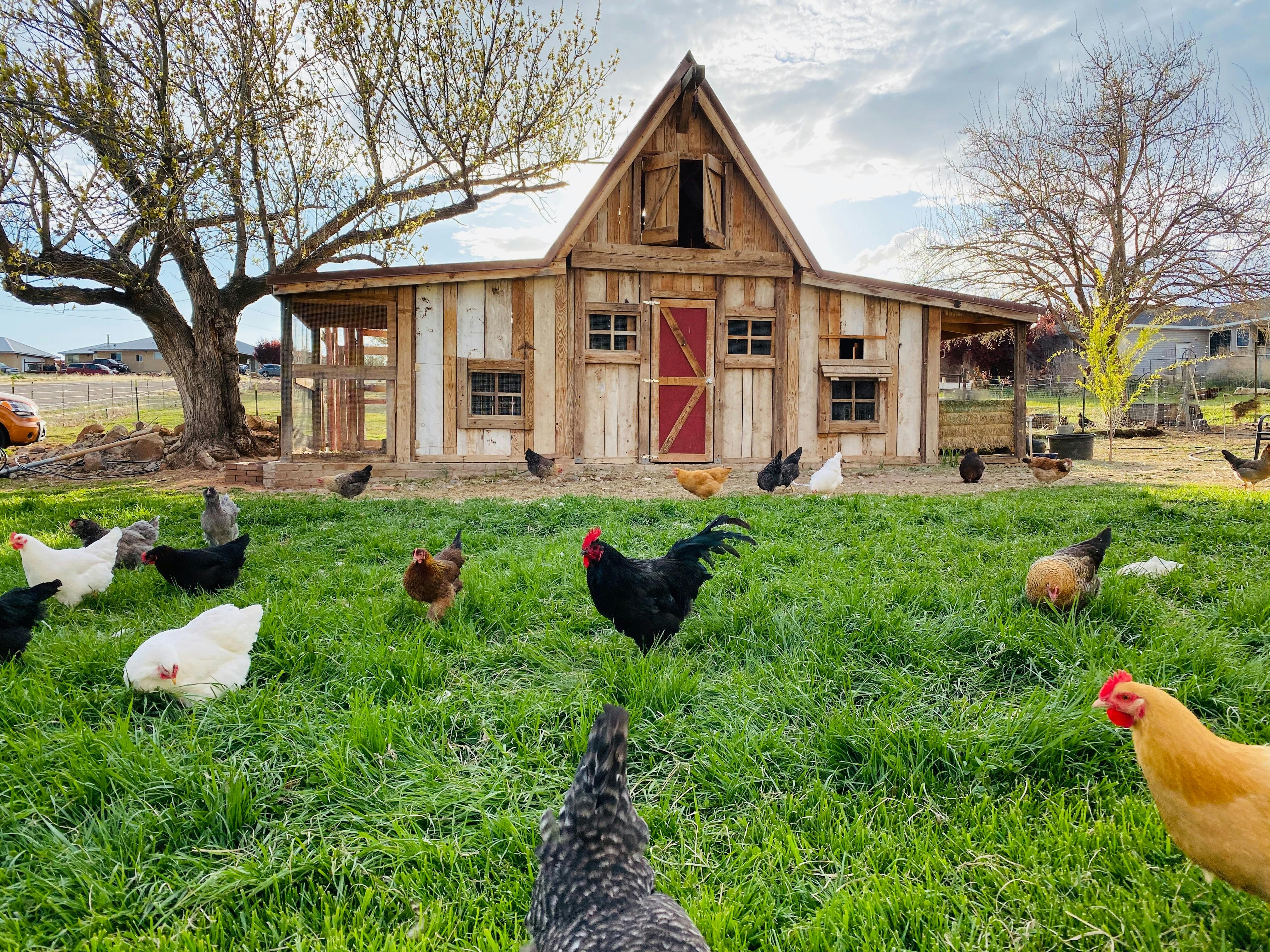 Avoir 2 poules dans un petit jardin : est-ce possible et comment faire ?