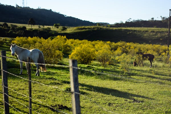 La zone agricole du PLU Algar