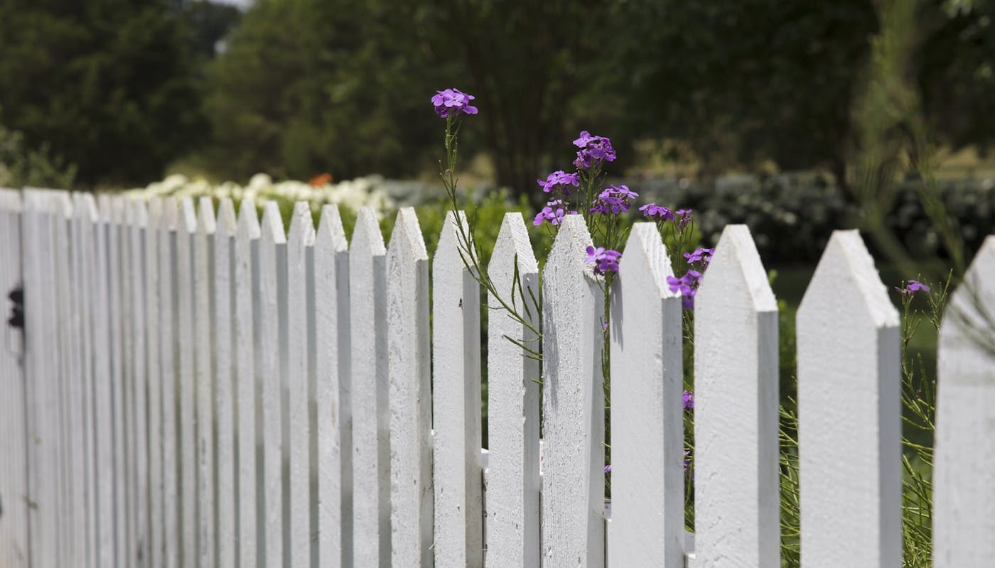 cloture en bois blanche avec une fleur violette