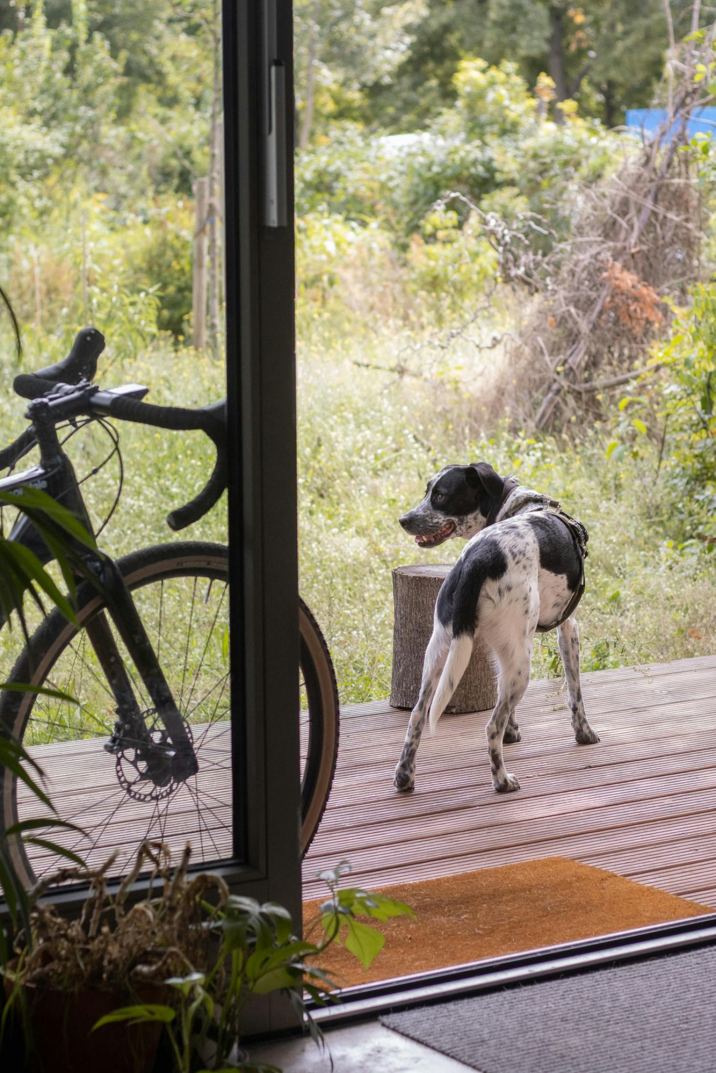 A photo of Frida on our studio’s porch