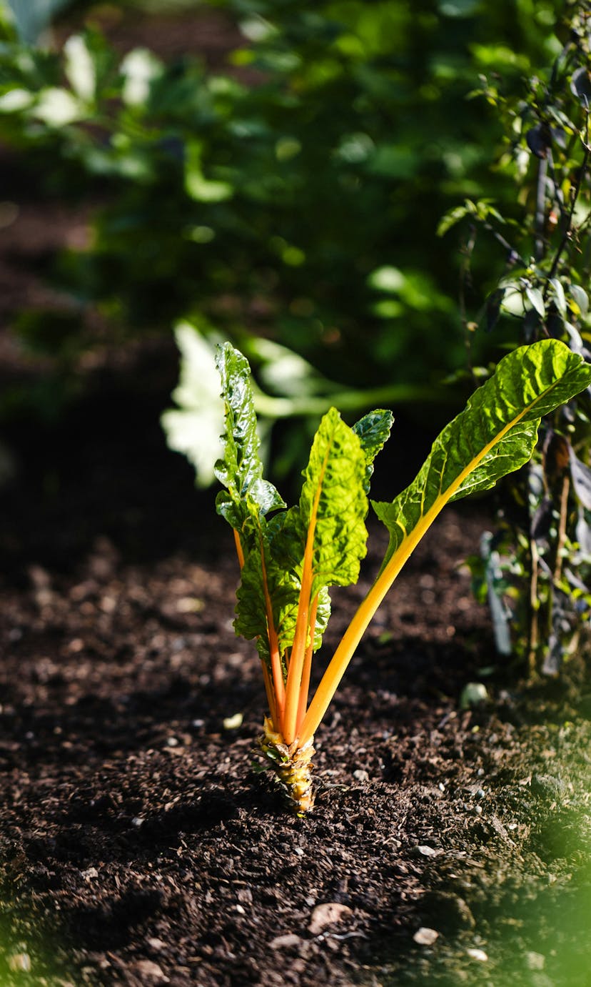 A close-up of some newly-sprouted lettuce planted in the ground.