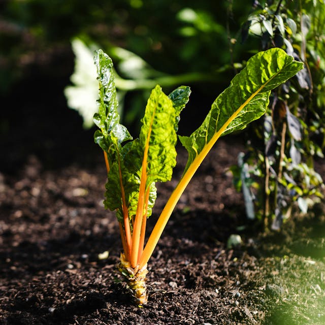 A close-up of some newly-sprouted lettuce planted in the ground.