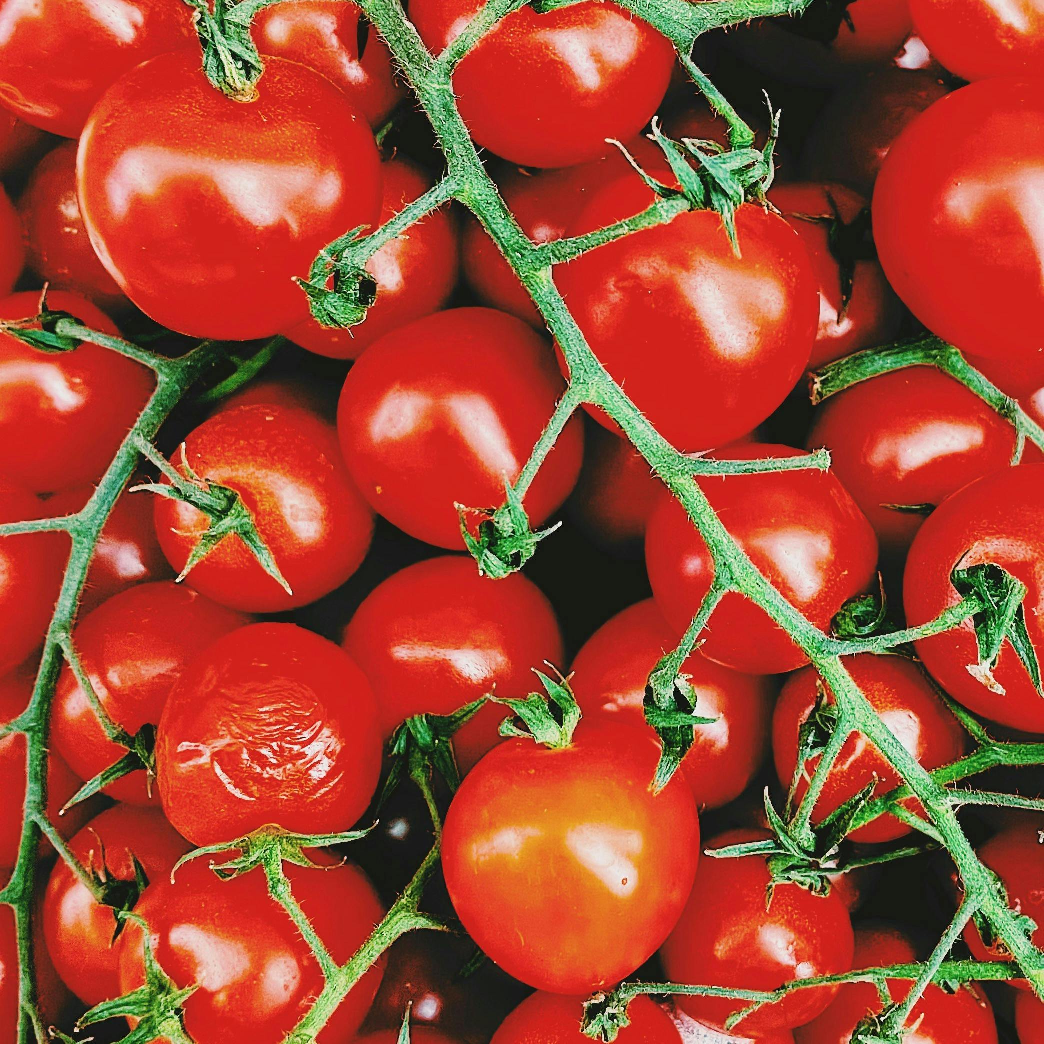 Countless cherry tomatoes on the vine