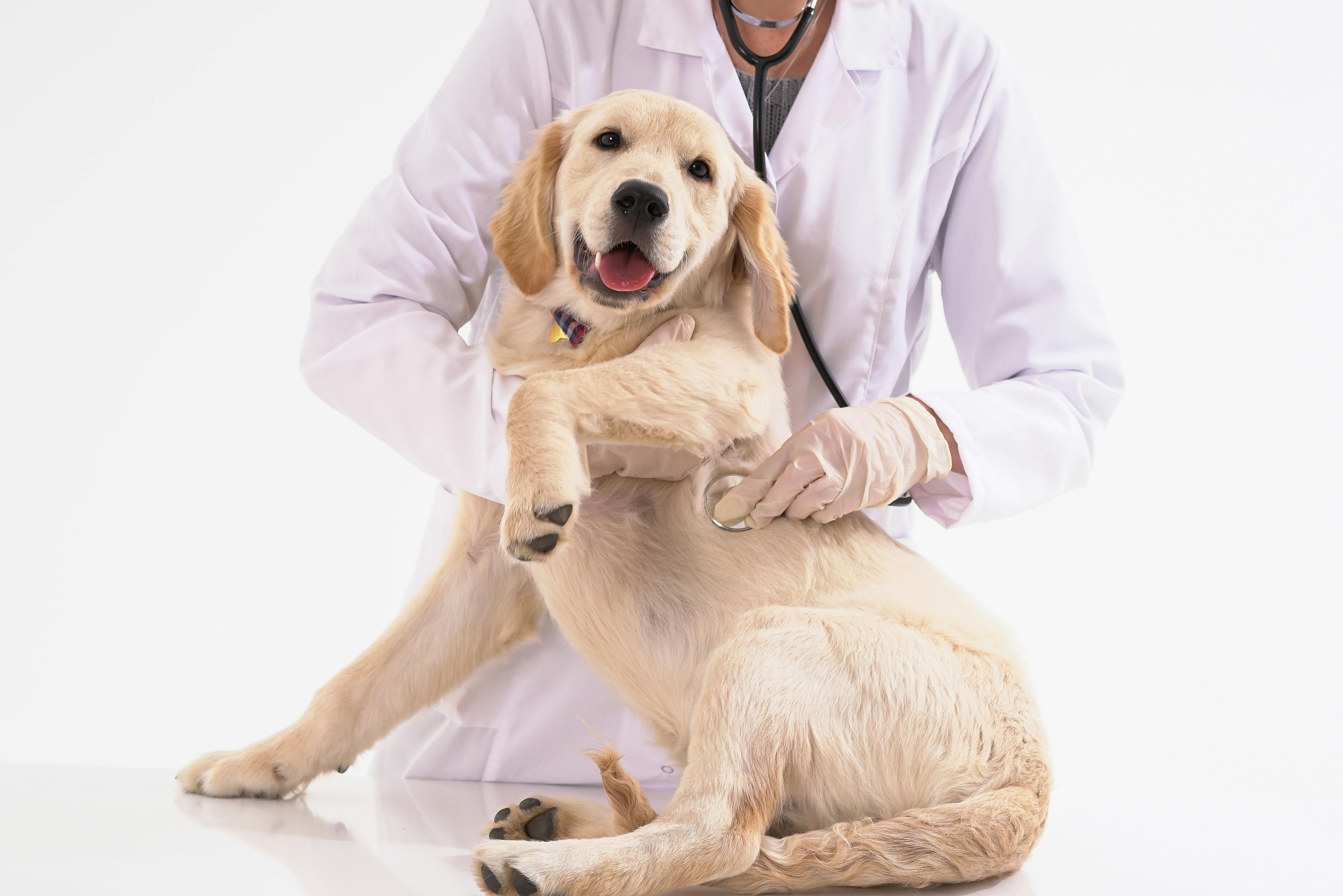 Pet Insurance That Covers Everything (At Bargain Prices!) Topline Topics