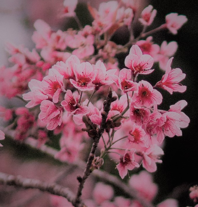 Bright pink blossom close up