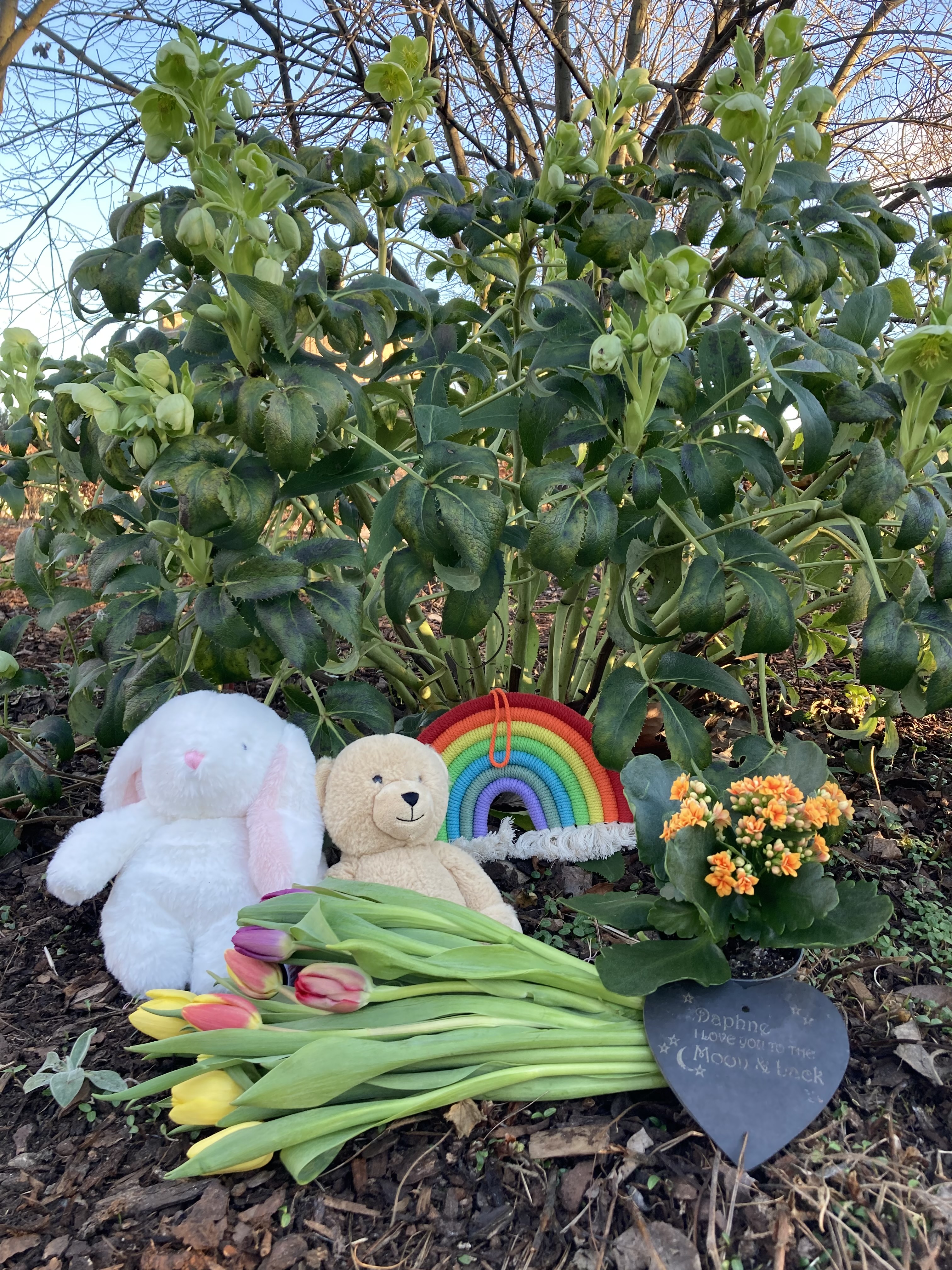 Poppy Walker Children's Celebrant. A baby memorial against a tree. A soft toy bunny and teddy sit next to a handmade rainbow decoration and small orange plant. Tulips lie in the foreground next to a small plaque that reads "Daphne, Love you to the moon and back".