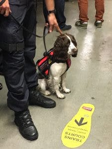 Agent cyno-détection avec son chien