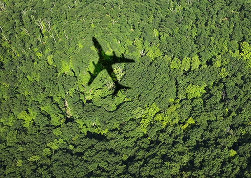 La forêt, alliée essentielle pour le climat