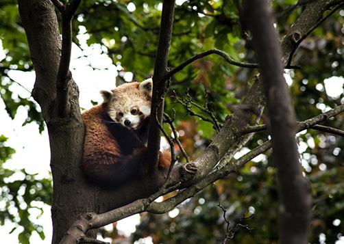 COP 15 pour la biodiversité : que peut-on en espérer ? LCL Banque Privée